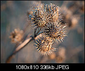 Kliknij obrazek, aby uzyskać większą wersję

Nazwa:	P2150033-Edit.jpg
Wyświetleń:	103
Rozmiar:	336,0 KB
ID:	140866