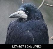 Kliknij obrazek, aby uzyskać większą wersję

Nazwa:	lr_crop.JPG
Wyświetleń:	680
Rozmiar:	82,3 KB
ID:	141944