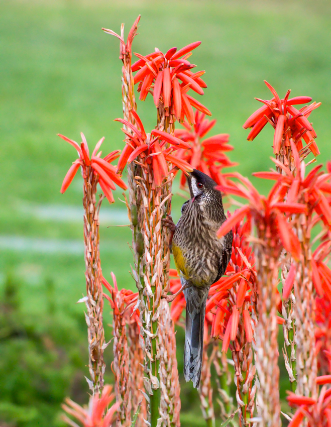 Nazwa:  mel62olek-5.JPG
Wyświetleń: 194
Rozmiar:  555,9 KB