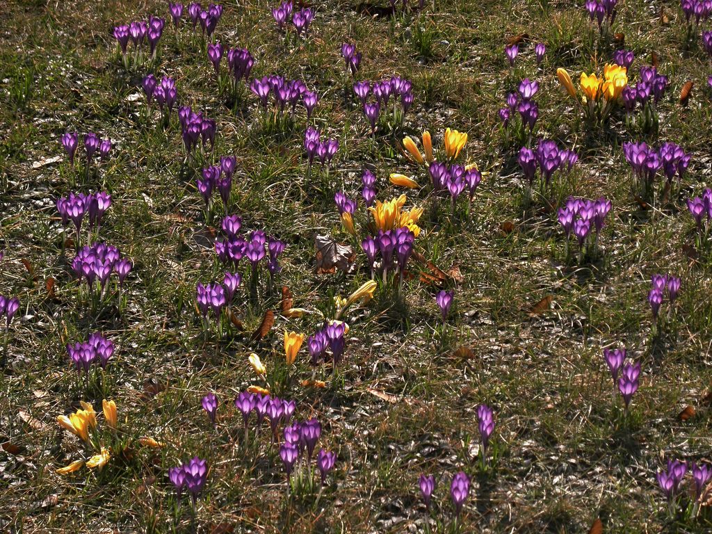 Kliknij obrazek, aby uzyskać większą wersję

Nazwa:	Wiosna_marzec.jpg
Wyświetleń:	93
Rozmiar:	337,7 KB
ID:	143313