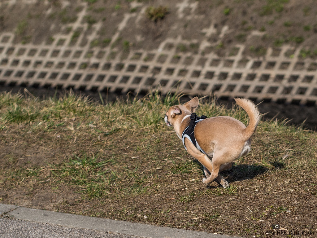 Nazwa:  P3214797.jpg
Wyświetleń: 130
Rozmiar:  468,3 KB