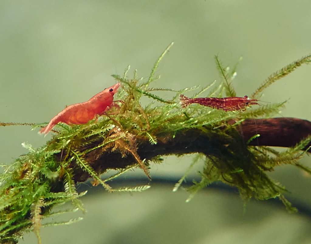 Kliknij obrazek, aby uzyskać większą wersję

Nazwa:	P4050198_1.jpg
Wyświetleń:	522
Rozmiar:	401,2 KB
ID:	144745