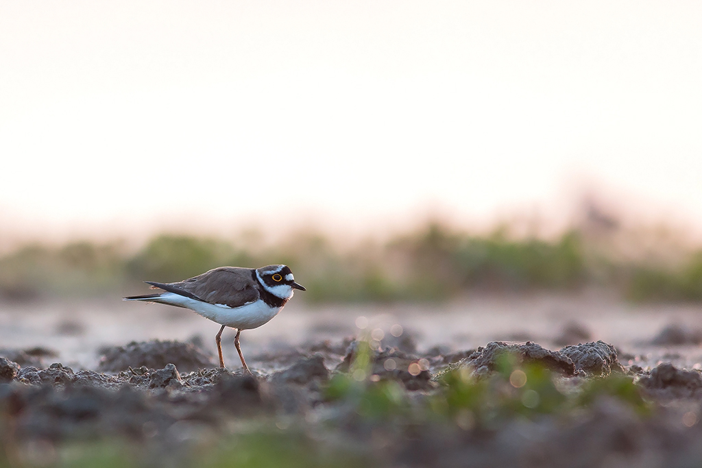 Nazwa:  N72A2869-2.jpg
Wyświetleń: 196
Rozmiar:  258,9 KB