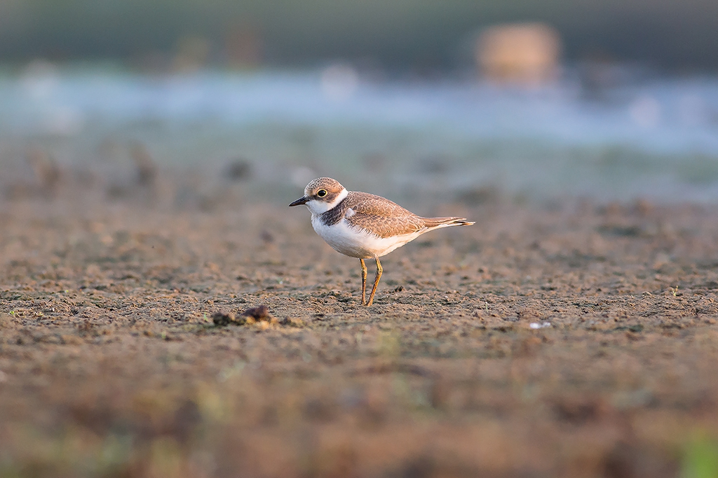 Nazwa:  N72A5675.jpg
Wyświetleń: 222
Rozmiar:  396,4 KB