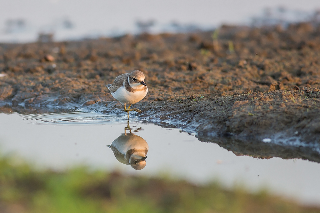 Nazwa:  N72A6390.jpg
Wyświetleń: 182
Rozmiar:  426,1 KB