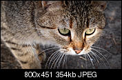 Kliknij obrazek, aby uzyskać większą wersję

Nazwa:	P3230892kot.jpg
Wyświetleń:	93
Rozmiar:	353,7 KB
ID:	145198