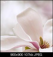 Kliknij obrazek, aby uzyskać większą wersję

Nazwa:	magnolie9o.jpg
Wyświetleń:	66
Rozmiar:	106,6 KB
ID:	145437