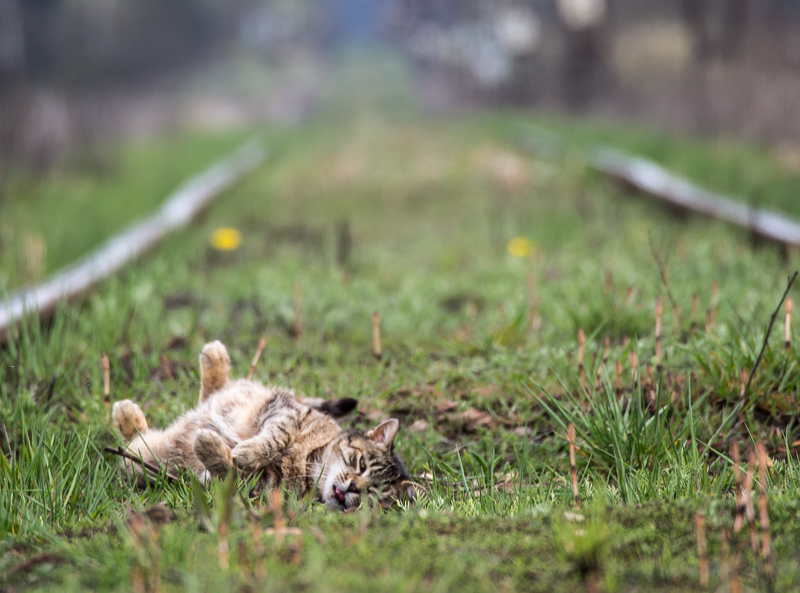 Nazwa:  lotolek-2.JPG
Wyświetleń: 172
Rozmiar:  353,0 KB