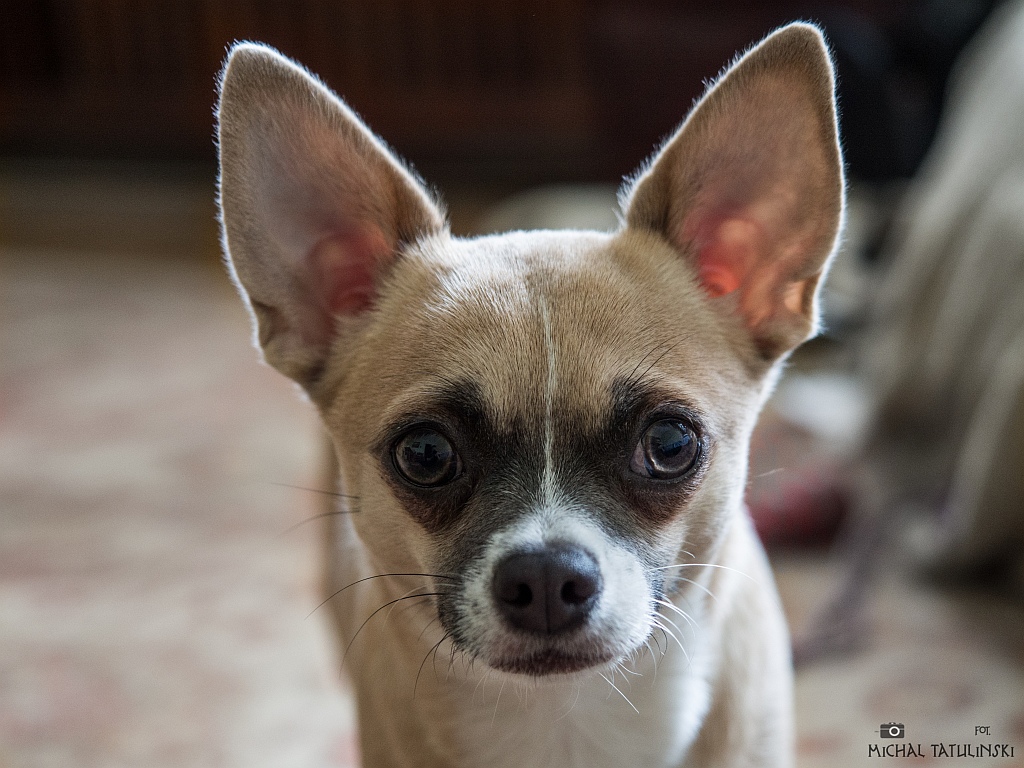 Nazwa:  P4255672.jpg
Wyświetleń: 115
Rozmiar:  324,5 KB