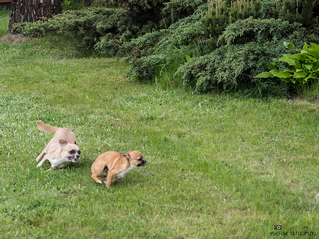 Nazwa:  P5176021.jpg
Wyświetleń: 125
Rozmiar:  622,9 KB