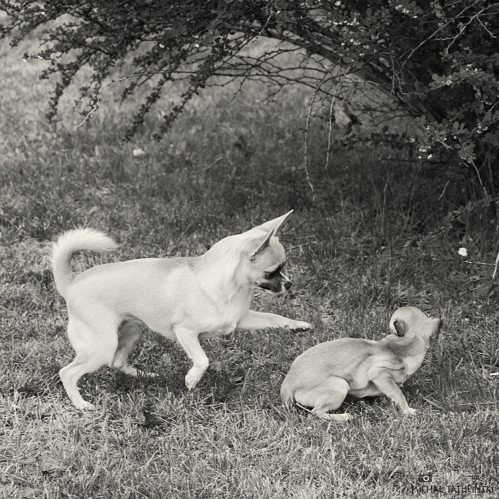 Nazwa:  P5176040-Edit.jpg
Wyświetleń: 123
Rozmiar:  638,4 KB