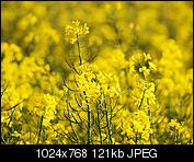 Kliknij obrazek, aby uzyskać większą wersję

Nazwa:	P5190151 (Medium).jpg
Wyświetleń:	69
Rozmiar:	121,0 KB
ID:	147982