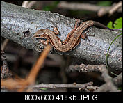 Kliknij obrazek, aby uzyskać większą wersję

Nazwa:	p1350493.jpg
Wyświetleń:	46
Rozmiar:	418,3 KB
ID:	148837