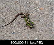 Kliknij obrazek, aby uzyskać większą wersję

Nazwa:	p1350491.jpg
Wyświetleń:	53
Rozmiar:	510,6 KB
ID:	148838