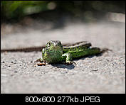 Kliknij obrazek, aby uzyskać większą wersję

Nazwa:	p1350484.jpg
Wyświetleń:	47
Rozmiar:	277,0 KB
ID:	148841