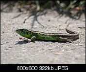 Kliknij obrazek, aby uzyskać większą wersję

Nazwa:	p1350483.jpg
Wyświetleń:	52
Rozmiar:	321,9 KB
ID:	148842