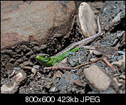 Kliknij obrazek, aby uzyskać większą wersję

Nazwa:	p1350452.jpg
Wyświetleń:	47
Rozmiar:	423,2 KB
ID:	148843