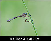 Kliknij obrazek, aby uzyskać większą wersję

Nazwa:	P6080349 miniaturka.jpg
Wyświetleń:	46
Rozmiar:	316,8 KB
ID:	149581