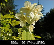 Kliknij obrazek, aby uzyskać większą wersję

Nazwa:	P6062198.jpg
Wyświetleń:	121
Rozmiar:	173,7 KB
ID:	150120