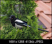 Kliknij obrazek, aby uzyskać większą wersję

Nazwa:	P5280093.jpg
Wyświetleń:	83
Rozmiar:	413,0 KB
ID:	152081