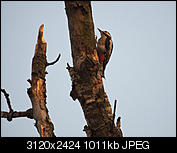 Kliknij obrazek, aby uzyskać większą wersję

Nazwa:	P7180014.jpg
Wyświetleń:	83
Rozmiar:	1.011,1 KB
ID:	152746