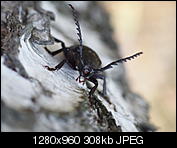 Kliknij obrazek, aby uzyskać większą wersję

Nazwa:	P7160832.JPG
Wyświetleń:	119
Rozmiar:	307,9 KB
ID:	153040