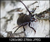 Kliknij obrazek, aby uzyskać większą wersję

Nazwa:	P7160824.JPG
Wyświetleń:	129
Rozmiar:	276,4 KB
ID:	153041