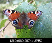 Kliknij obrazek, aby uzyskać większą wersję

Nazwa:	P7170856.JPG
Wyświetleń:	136
Rozmiar:	296,9 KB
ID:	153042