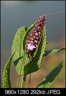 Kliknij obrazek, aby uzyskać większą wersję

Nazwa:	P7170852.JPG
Wyświetleń:	119
Rozmiar:	292,5 KB
ID:	153044