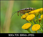 Kliknij obrazek, aby uzyskać większą wersję

Nazwa:	P8070523 miniaturka.jpg
Wyświetleń:	48
Rozmiar:	398,2 KB
ID:	154225