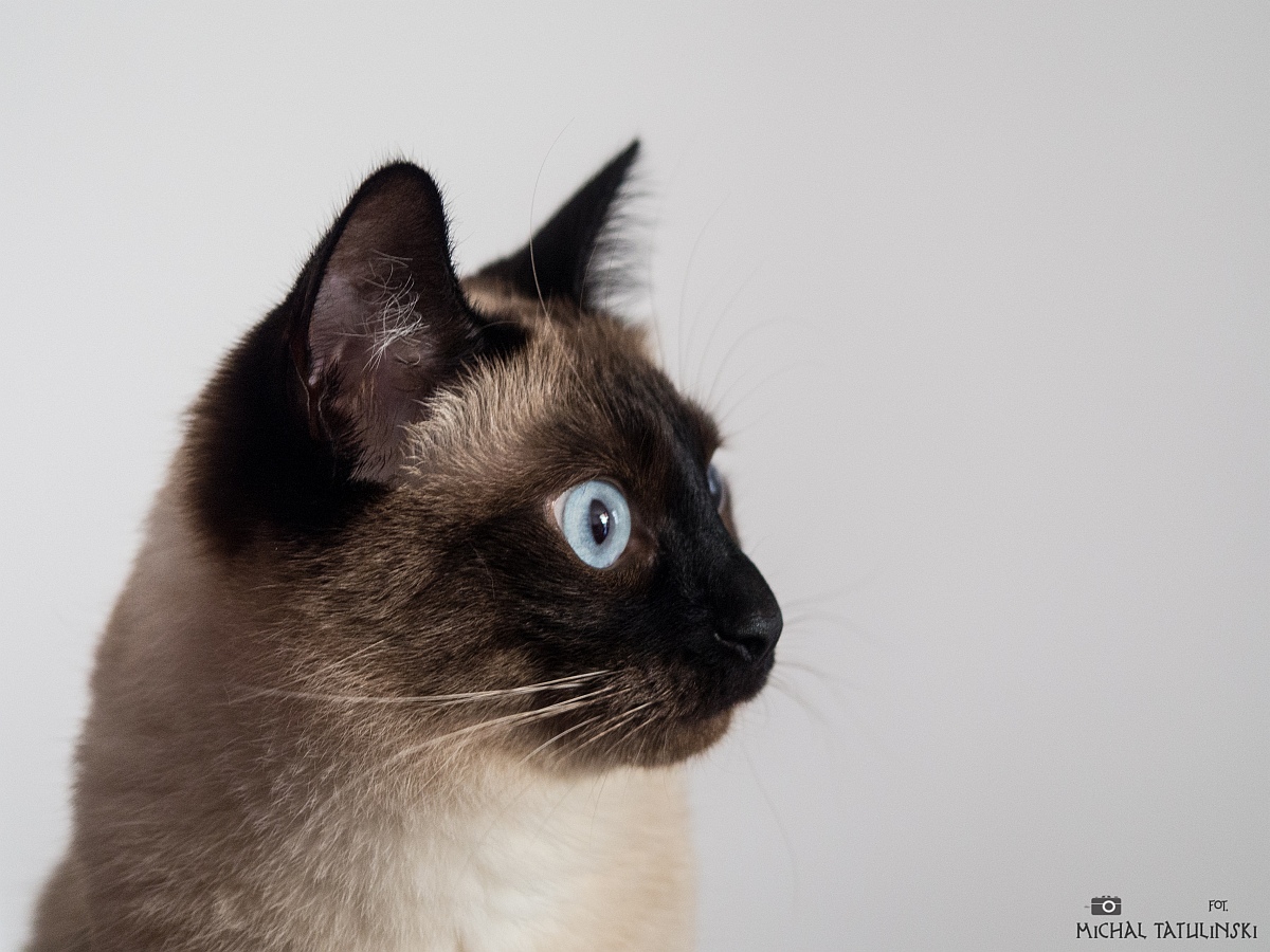 Nazwa:  P8086648.jpg
Wyświetleń: 249
Rozmiar:  362,3 KB