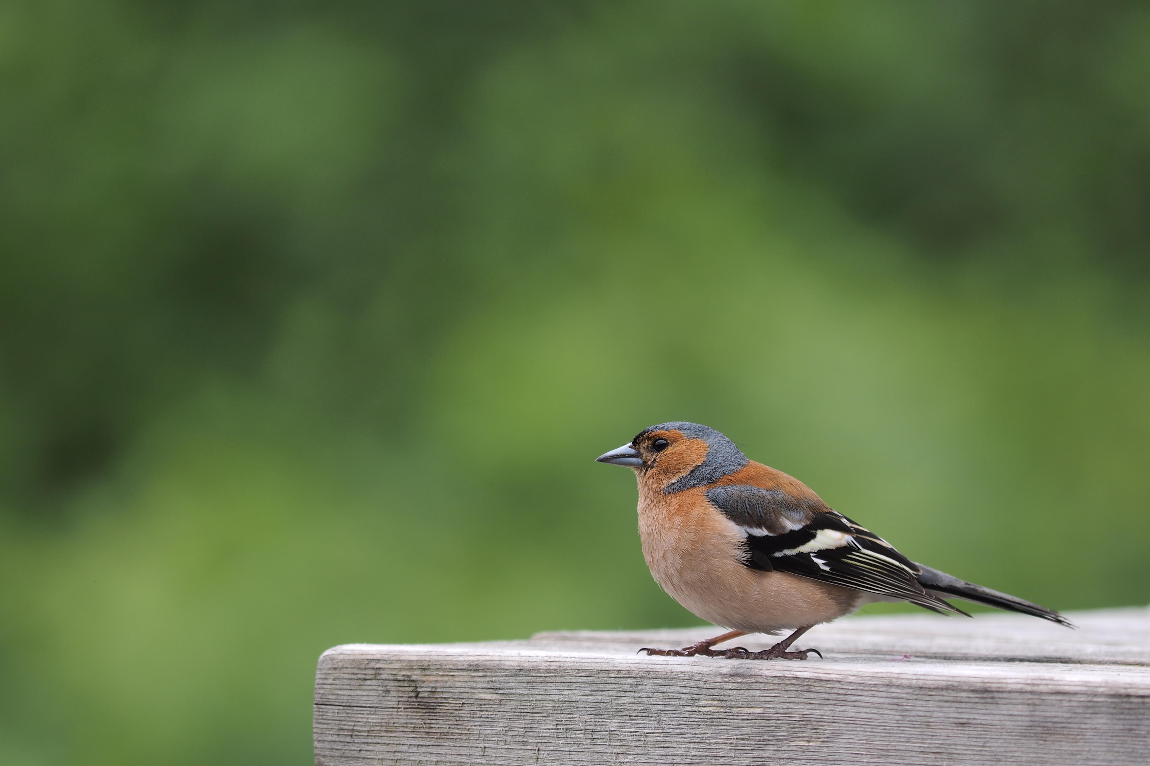 Kliknij obrazek, aby uzyskać większą wersję

Nazwa:	P6230654.jpg
Wyświetleń:	97
Rozmiar:	462,6 KB
ID:	155291