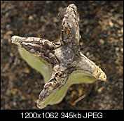 Kliknij obrazek, aby uzyskać większą wersję

Nazwa:	P7221677_DxO.jpg
Wyświetleń:	42
Rozmiar:	344,9 KB
ID:	155315