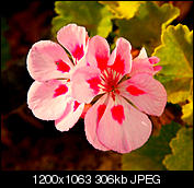 Kliknij obrazek, aby uzyskać większą wersję

Nazwa:	P7221689_DxO.jpg
Wyświetleń:	38
Rozmiar:	305,6 KB
ID:	155317