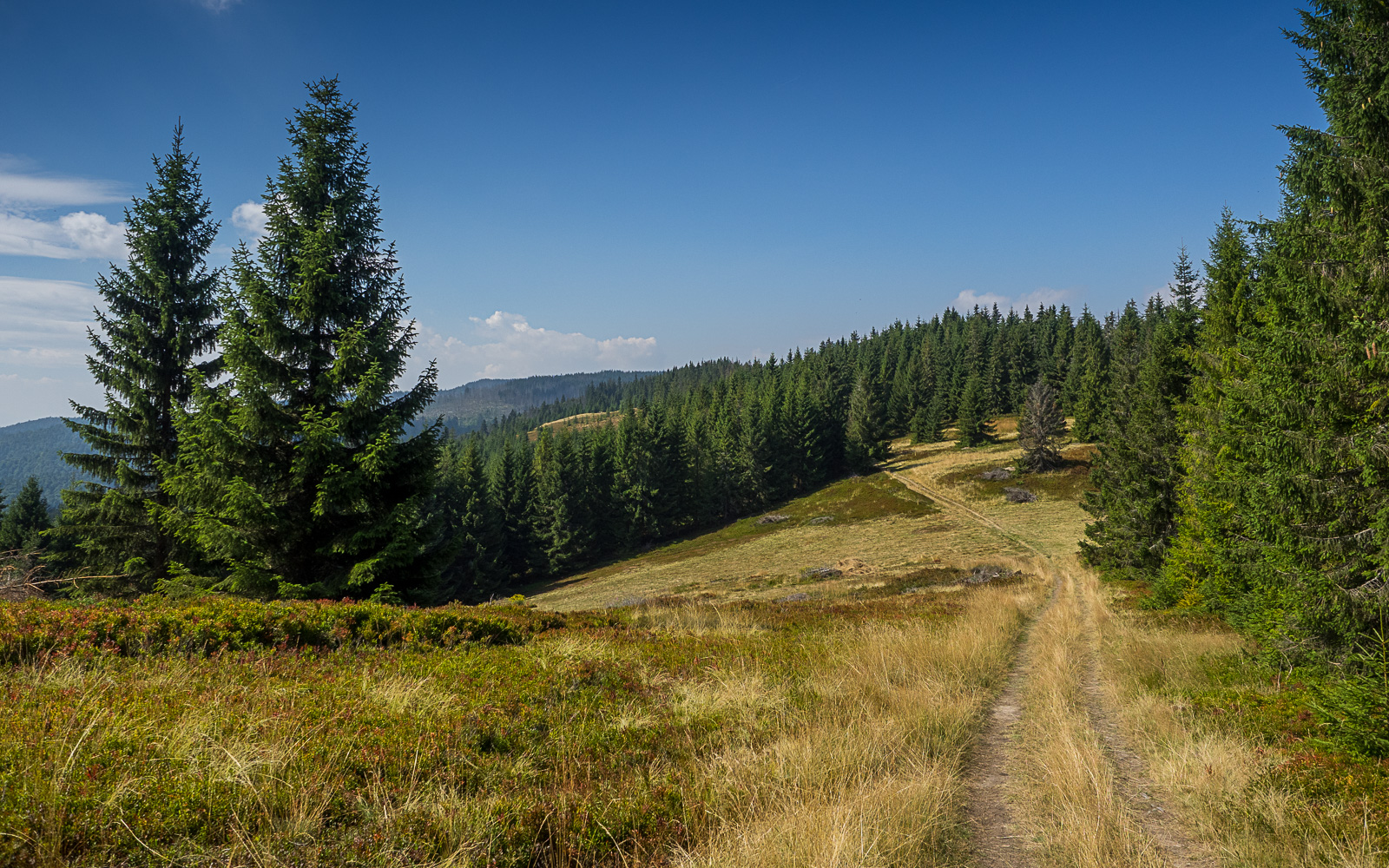 Nazwa:  2015-08-29_1216_P8290130.jpg
Wyświetleń: 170
Rozmiar:  980,4 KB