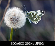 Kliknij obrazek, aby uzyskać większą wersję

Nazwa:	_8300095.jpg
Wyświetleń:	161
Rozmiar:	291,6 KB
ID:	156214