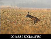 Kliknij obrazek, aby uzyskać większą wersję

Nazwa:	N_2015-07-12_05-39-46_03015_1024_2.jpg
Wyświetleń:	61
Rozmiar:	500,2 KB
ID:	156265