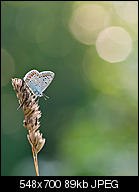 Kliknij obrazek, aby uzyskać większą wersję

Nazwa:	motyl11.jpg
Wyświetleń:	119
Rozmiar:	88,9 KB
ID:	156477