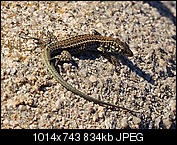 Kliknij obrazek, aby uzyskać większą wersję

Nazwa:	P8270963_1.jpg
Wyświetleń:	66
Rozmiar:	833,8 KB
ID:	157303