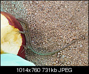 Kliknij obrazek, aby uzyskać większą wersję

Nazwa:	P8270965_1.jpg
Wyświetleń:	73
Rozmiar:	731,1 KB
ID:	157304