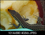 Kliknij obrazek, aby uzyskać większą wersję

Nazwa:	P8270970_1.jpg
Wyświetleń:	70
Rozmiar:	402,0 KB
ID:	157305