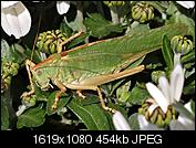 Kliknij obrazek, aby uzyskać większą wersję

Nazwa:	P9190088.JPG
Wyświetleń:	118
Rozmiar:	454,0 KB
ID:	157317