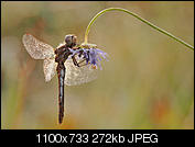 Kliknij obrazek, aby uzyskać większą wersję

Nazwa:	Y0003368-Edited.jpg
Wyświetleń:	806
Rozmiar:	272,1 KB
ID:	157539