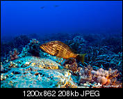 Kliknij obrazek, aby uzyskać większą wersję

Nazwa:	P1010071FB.jpg
Wyświetleń:	53
Rozmiar:	208,4 KB
ID:	157735