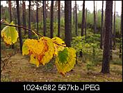 Kliknij obrazek, aby uzyskać większą wersję

Nazwa:	20150924_094201 (1024x682).jpg
Wyświetleń:	72
Rozmiar:	566,7 KB
ID:	157753