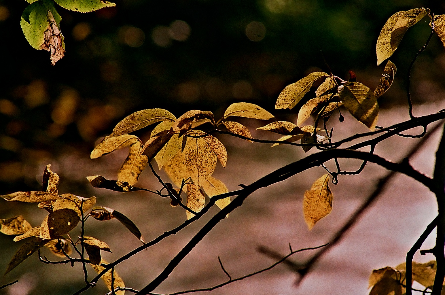 Kliknij obrazek, aby uzyskać większą wersję

Nazwa:	jesien_PORANEK.jpg
Wyświetleń:	122
Rozmiar:	709,6 KB
ID:	159375