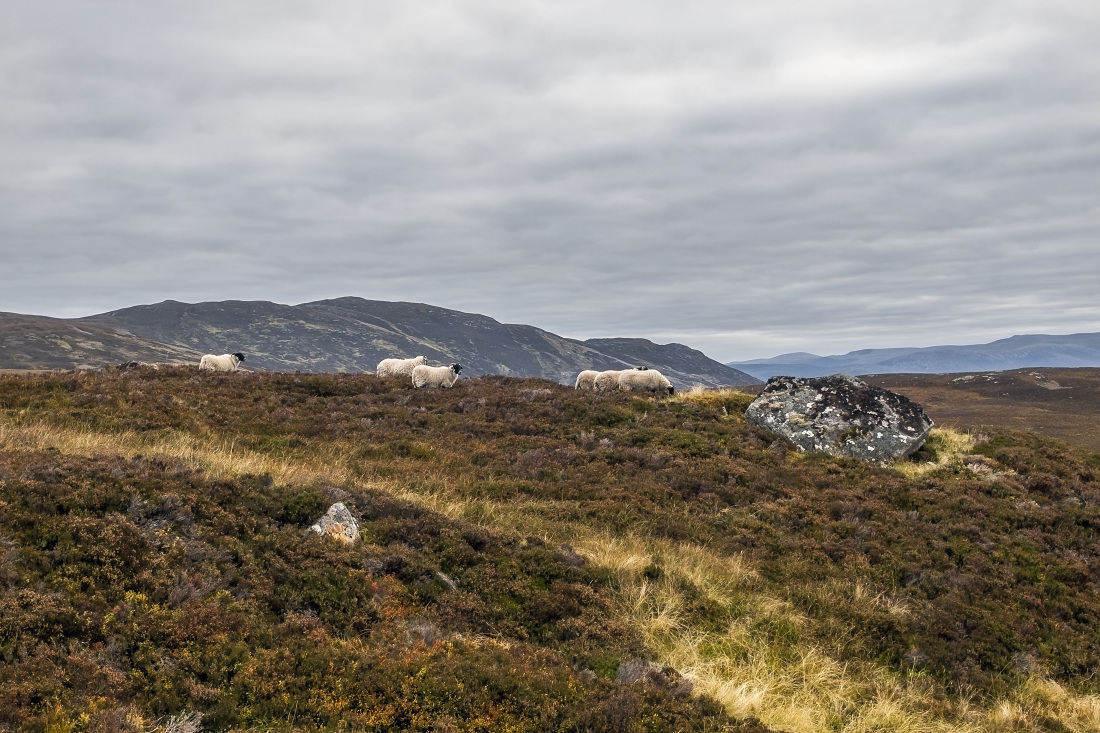 Kliknij obrazek, aby uzyskać większą wersję

Nazwa:	P1016450.jpg
Wyświetleń:	191
Rozmiar:	408,6 KB
ID:	159498