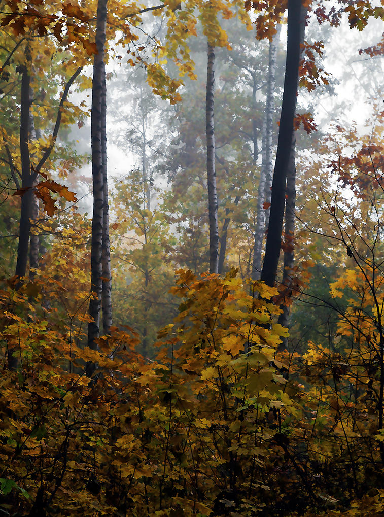 Kliknij obrazek, aby uzyskać większą wersję

Nazwa:	KW270601.jpg
Wyświetleń:	128
Rozmiar:	256,8 KB
ID:	159943