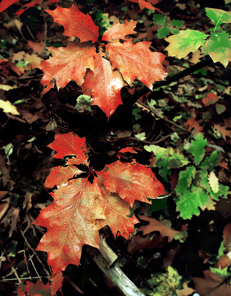 Kliknij obrazek, aby uzyskać większą wersję

Nazwa:	KW270610.jpg
Wyświetleń:	135
Rozmiar:	964,1 KB
ID:	159945