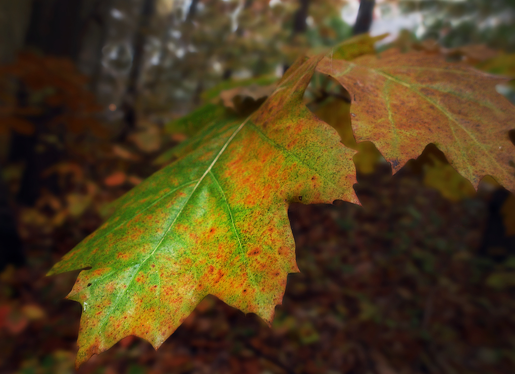 Kliknij obrazek, aby uzyskać większą wersję

Nazwa:	KW270611.jpg
Wyświetleń:	134
Rozmiar:	621,2 KB
ID:	159946